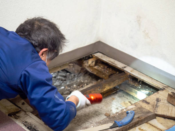 Best Certified Mold Removal  in Cahokia, IL