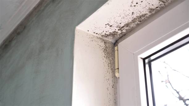 Best Mold Cleaning Services  in Cahokia, IL