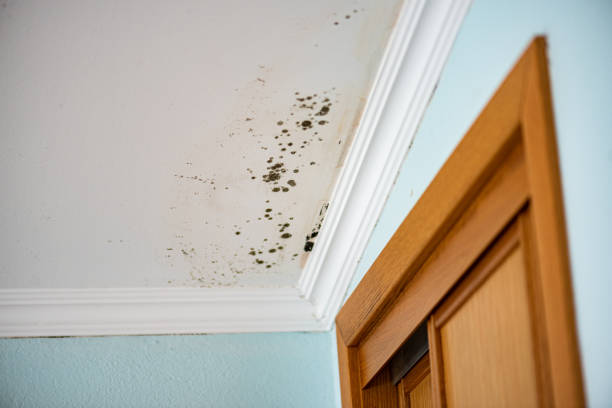 Best Local Mold Removal Service  in Cahokia, IL