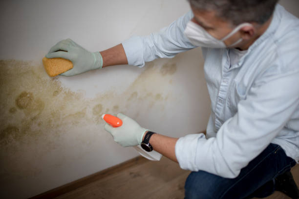 Best Crawl Space Mold Removal  in Cahokia, IL