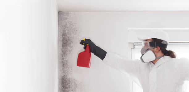 Best Attic Mold Removal  in Cahokia, IL