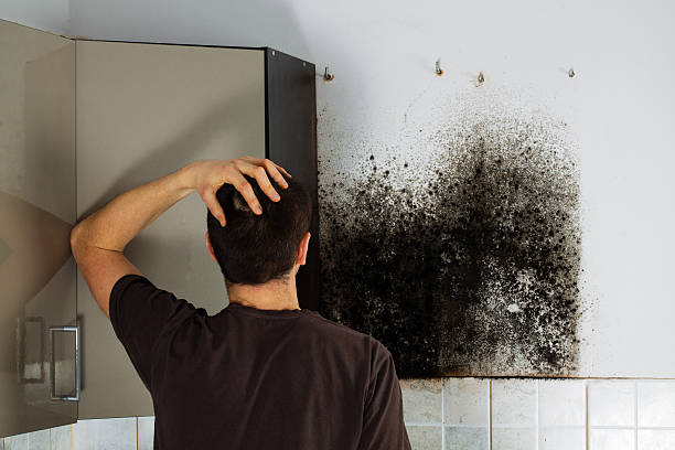 Best Toxic Mold Removal  in Cahokia, IL
