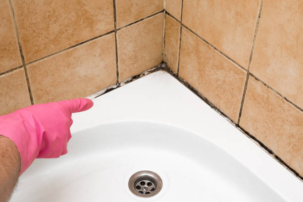 Crawl Space Mold Removal in Cahokia, IL