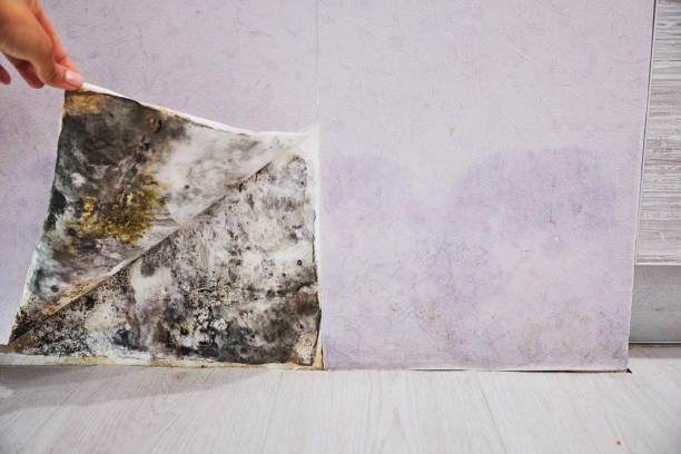 Best Mold Damage Repair  in Cahokia, IL